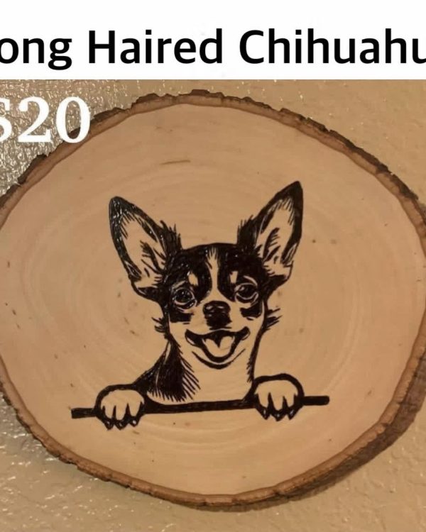 Long Haired Chihuahua Face