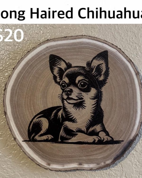 Long Haired Chihuahua